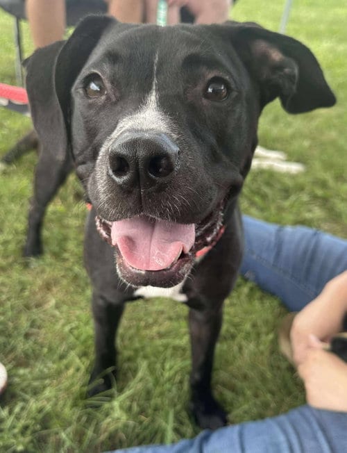 Photo of Gunther, adoptable American Pit Bull Terrier in Germantown, Ohio