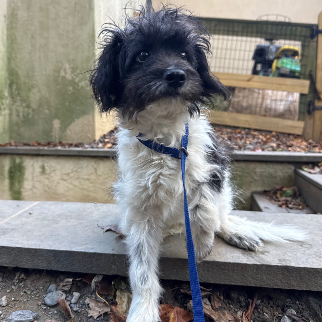 Photo of Sheldon, adoptable Poodle / Terrier, Fox in West Chester, Pennsylvania