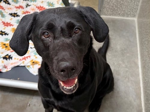 Photo of Charlie, adoptable Labrador Retriever in Santa Rosa, California