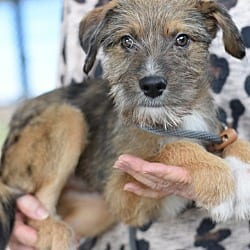 Photo of Aspen, adoptable Border Terrier in Montgomery, Texas