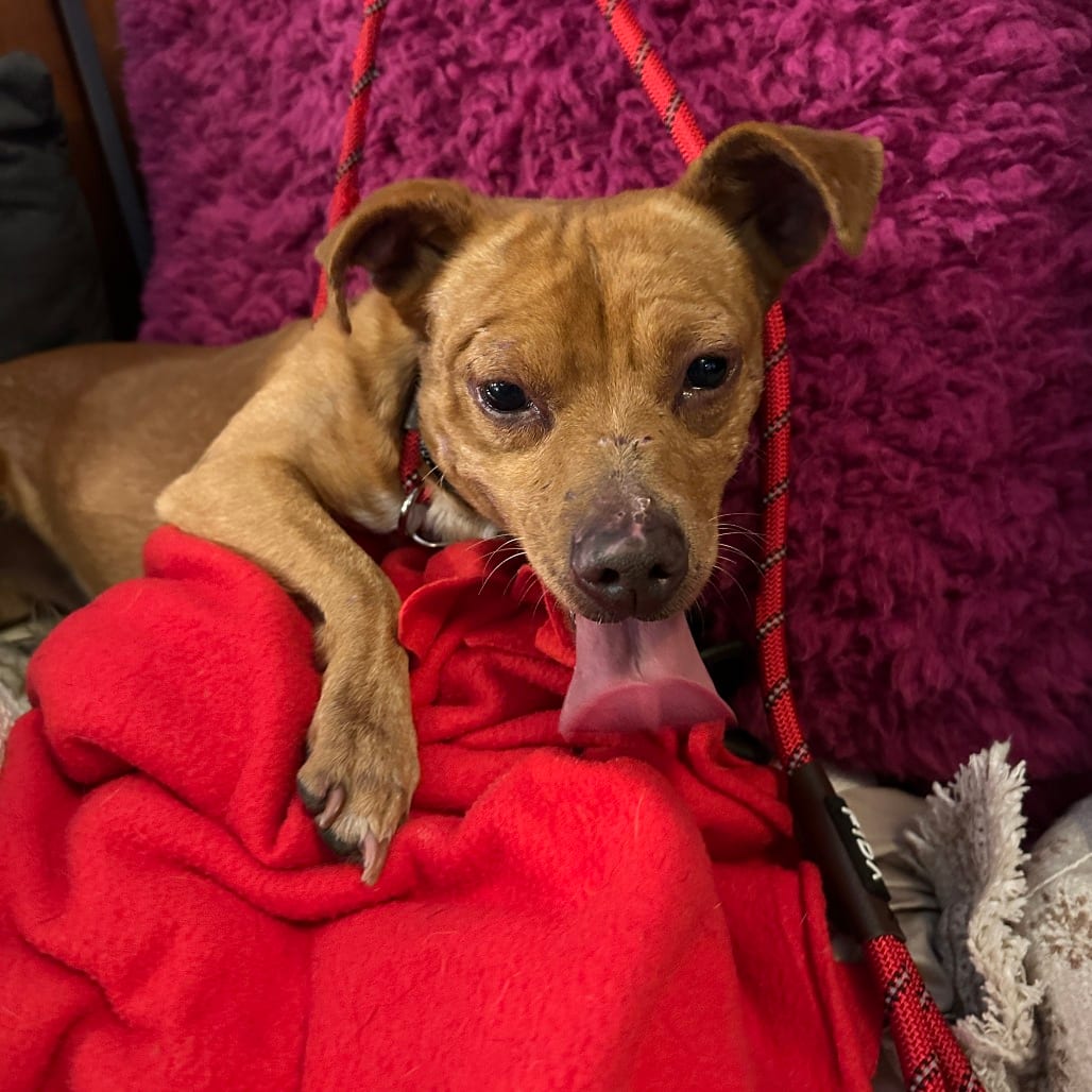Photo of Churro, adoptable Mixed Breed (Small) in San Francisco, California
