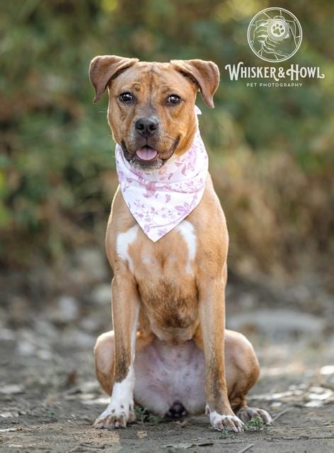 Photo of Alloy, adoptable Pit Bull Terrier in Sacramento, California
