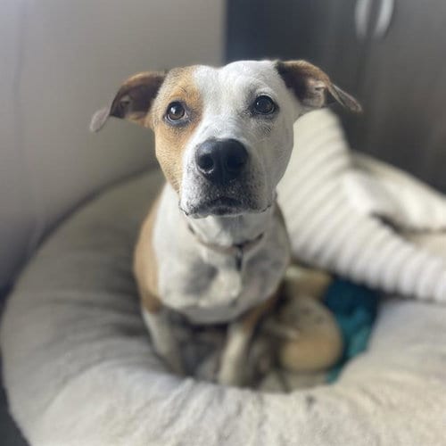 Photo of Autumn, adoptable American Pit Bull Terrier in Ocala, Florida