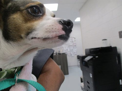 Photo of Jacko, adoptable Jack Russell Terrier (Parson Russell Terrier) in Ocala, Florida