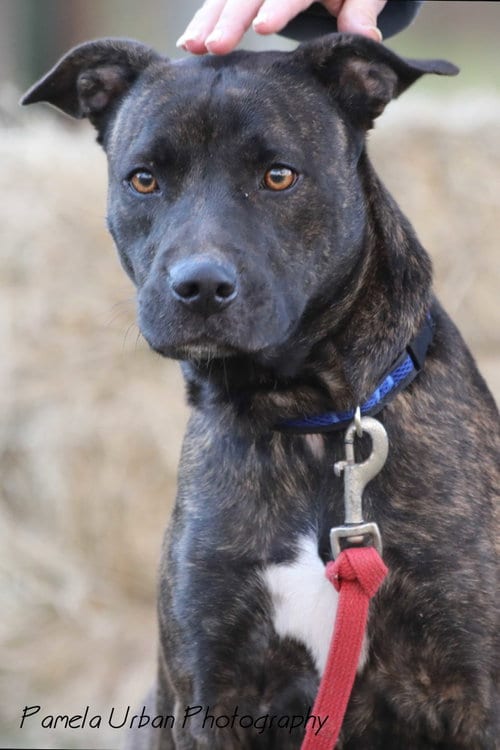Photo of Emery, adoptable Labrador Retriever in Sheridan, Texas