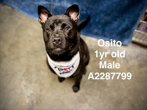 Photo of Osito, adoptable Staffordshire Bull Terrier in Chatsworth, California
