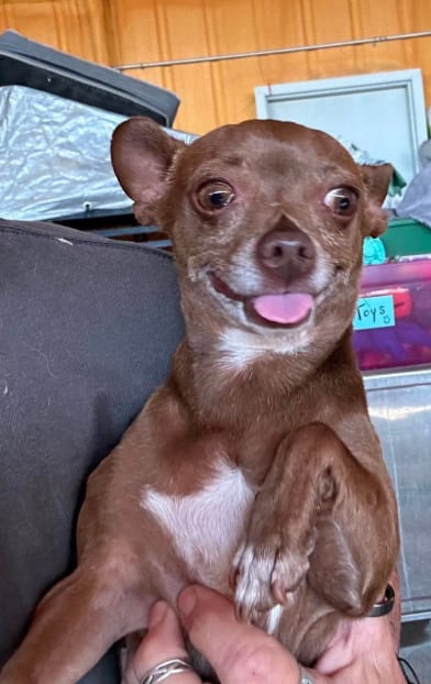 Photo of Tinman in TX, adoptable Chihuahua in Cranston, Rhode Island