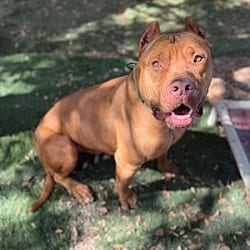 Photo of Scooby, adoptable Mastiff in Ventura, California