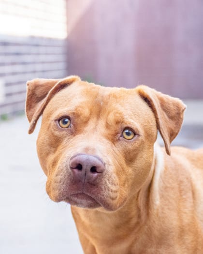 Photo of Ponzu, adoptable dog in Chamblee, Georgia