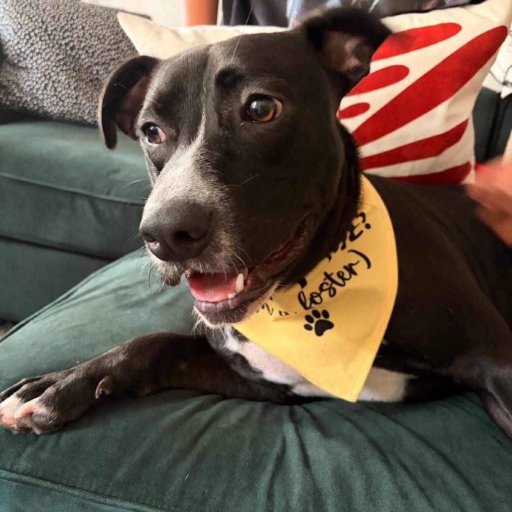 Photo of Montclair, adoptable Mixed Breed (Medium) in San Francisco, California