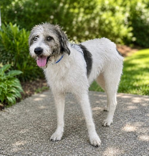 Photo of Corky, adoptable Poodle (Standard) in Franklin, Tennessee
