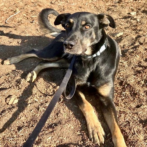Photo of Dilly, adoptable Doberman Pinscher in Yreka, California