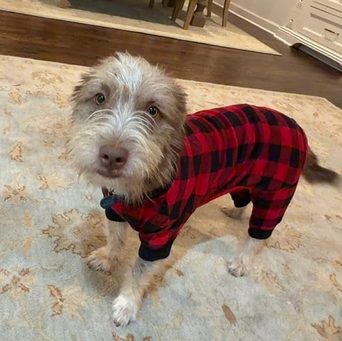 Photo of Momo, adoptable Schnauzer in St. Louis Park, Minnesota