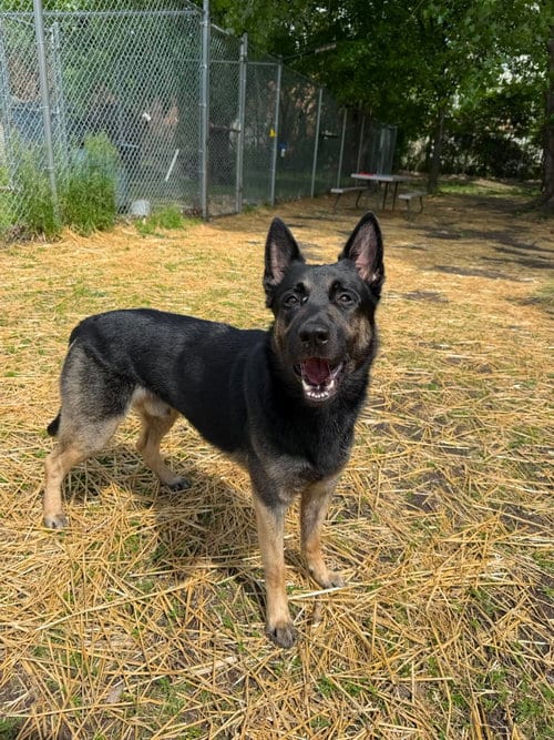 Photo of Jacks (Mitch), adoptable German Shepherd Dog in SKOKIE, Illinois