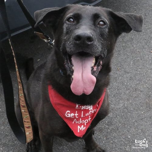 Photo of Mikey, adoptable Labrador Retriever in Washington, District of Columbia