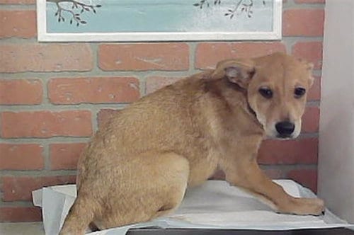 Photo of Caterina, adoptable Labrador Retriever in Houston, Texas