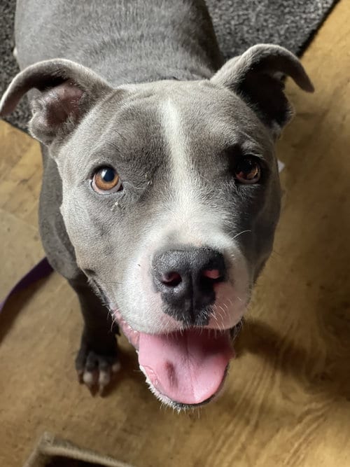Photo of Princess, adoptable Terrier in Mount Laurel, New Jersey