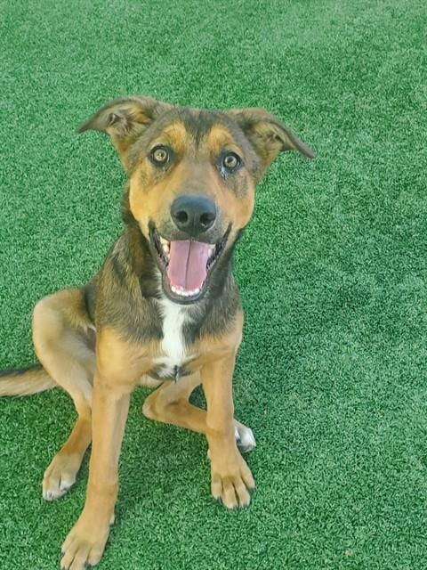 Photo of Rosie, adoptable German Shepherd Dog in Castaic, California