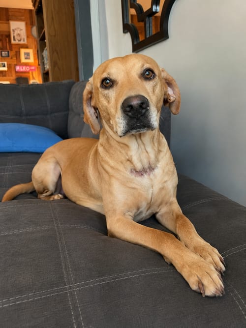 Photo of Toby, adoptable Terrier in Mooresville, North Carolina