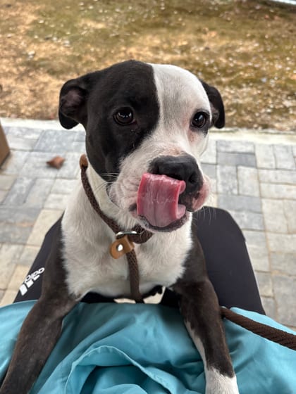 Photo of Ladybird Beetle, adoptable dog in Atlanta, Georgia