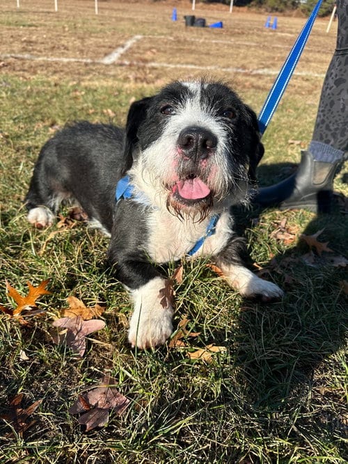 Photo of Basil, adoptable Terrier in Lawrenceville, New Jersey