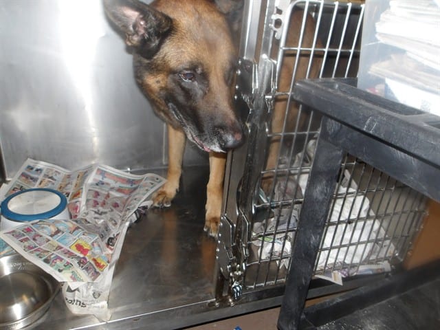 Photo of Richie, adoptable German Shepherd Dog in Chicago, Illinois