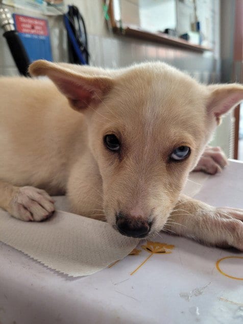 Photo of Purin, adoptable Siberian Husky in San Pedro, California