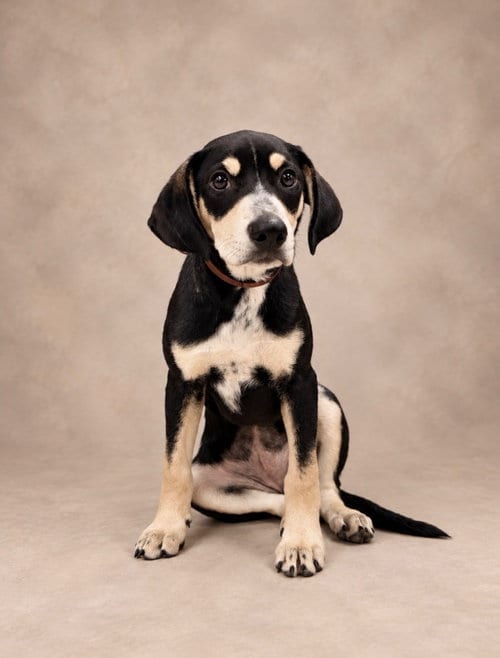 Photo of Arugula (f), adoptable Hound in Nashville, Tennessee