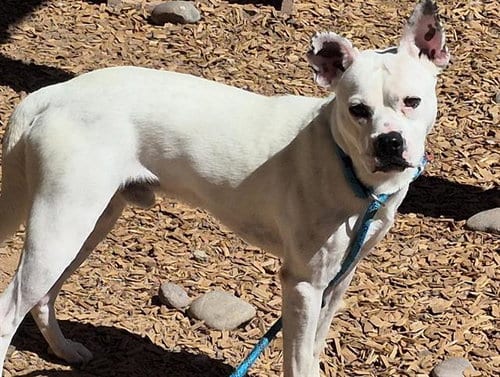 Photo of Spot, adoptable Podengo Portugueso in Albuquerque, New Mexico