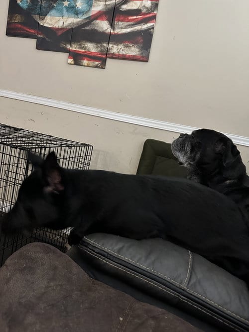 Photo of Osiris (CL), adoptable German Shepherd Dog in Durham, North Carolina