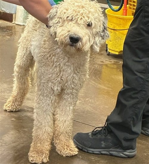 Photo of Phantom, adoptable Poodle (Standard) in Phoenix, Arizona