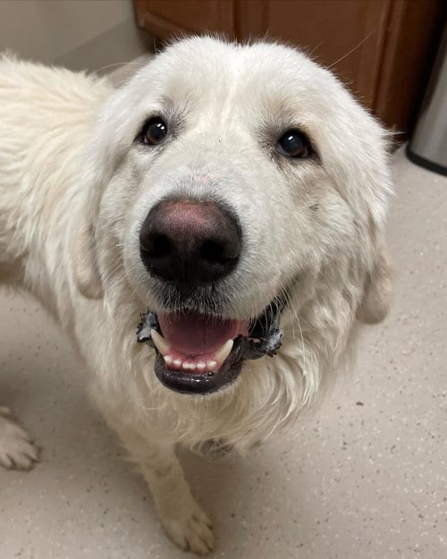 Photo of Vader, adoptable Great Pyrenees in Whitewright, Texas