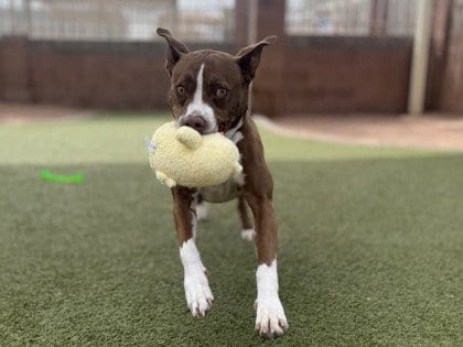 Photo of Farah, adoptable Pit Bull Terrier in Chandler, Arizona