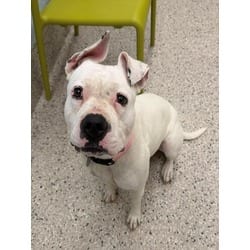 Photo of Snow, adoptable American Pit Bull Terrier in Brighton, Colorado