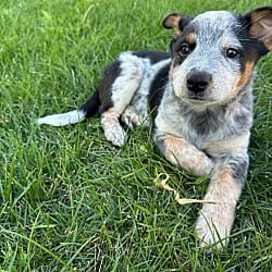 Photo of Juniper, adoptable Cattle Dog in Fort Collins, Colorado