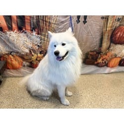 Photo of Zeus, adoptable Samoyed in Doral, Florida