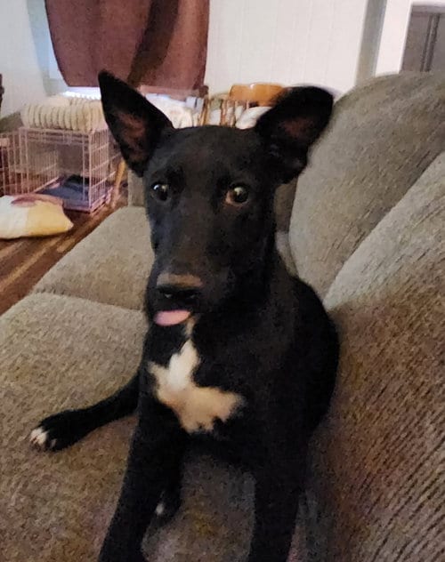 Photo of Gus, adoptable Border Collie in Salt Lake City, Utah