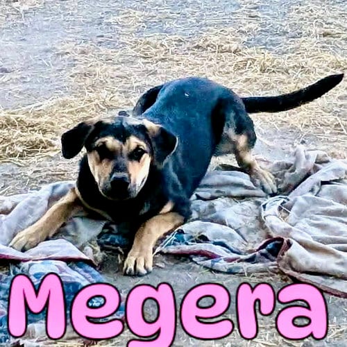 Photo of Megera, adoptable Shepherd in Yreka, California
