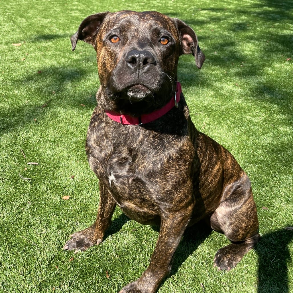 Photo of Tank, adoptable Mixed Breed (Large) in St. Charles, Missouri
