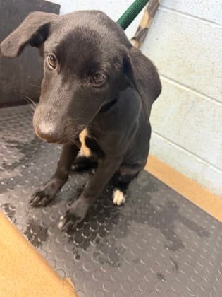 Photo of Okawa, adoptable dog in Chamblee, Georgia