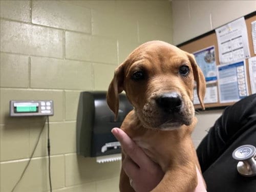 Photo of Pennywise, adoptable Boxer in Chapel Hill, North Carolina
