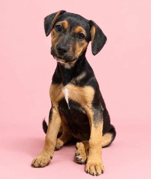 Photo of Starbucks: Pink Drink, adoptable German Shepherd Dog in Romoland, California