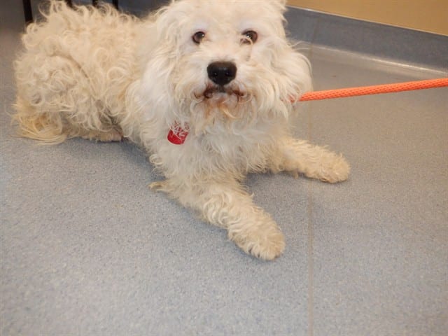 Photo of Senior Maltese, adoptable Maltese in San José, California