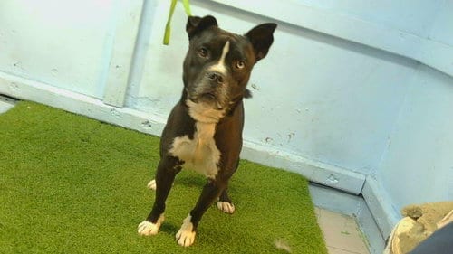 Photo of A5801411, adoptable Pit Bull Terrier in Gardena, California