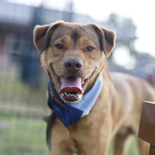 Photo of Graham, adoptable Labrador Retriever in San Antonio, Texas