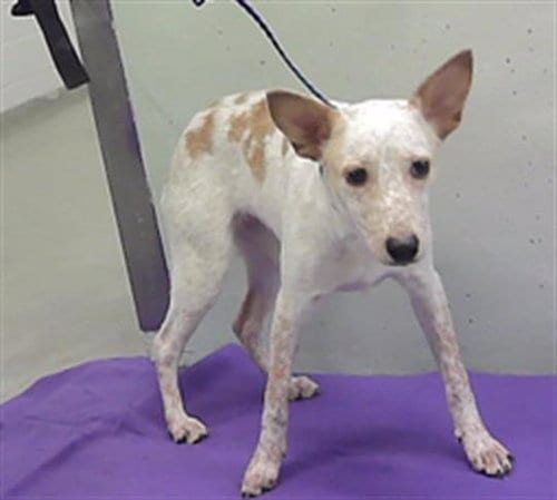 Photo of Dolly, adoptable Australian Cattle Dog/Blue Heeler in Houston, Texas