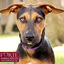Photo of Bolda, adoptable Doberman Pinscher German Pinscher in Marina del Rey, California