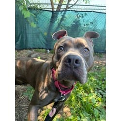 Photo of Mister, adoptable Mixed Breed (Medium) in Syracuse, New York
