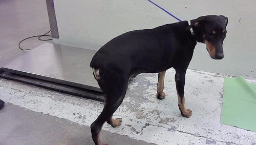 Photo of Dory, adoptable Doberman Pinscher in Houston, Texas