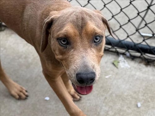 Photo of Daxter, adoptable Pit Bull Terrier in Tulsa, Oklahoma